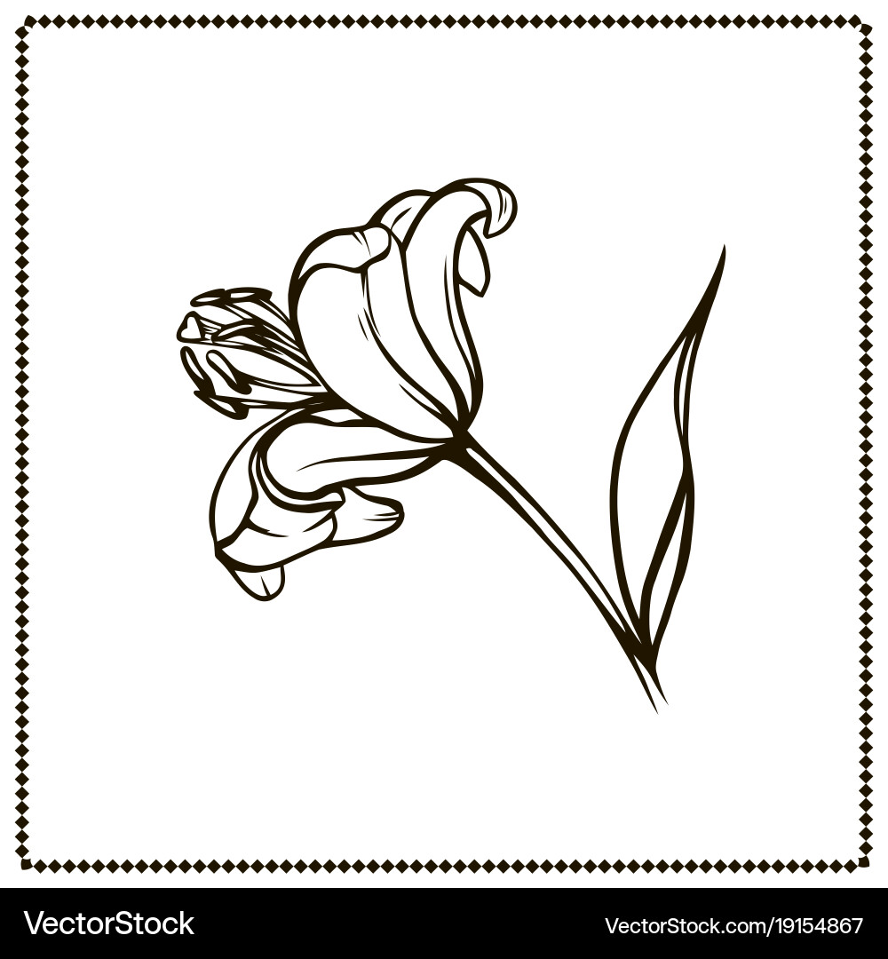 Beautiful lily flower closeup side view Vector Image