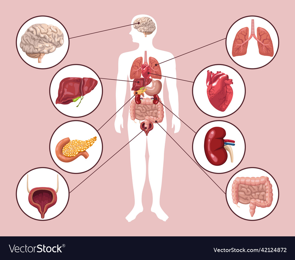 Body and eight organs Royalty Free Vector Image