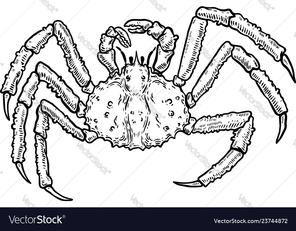 King crab isolated on white background design Vector Image