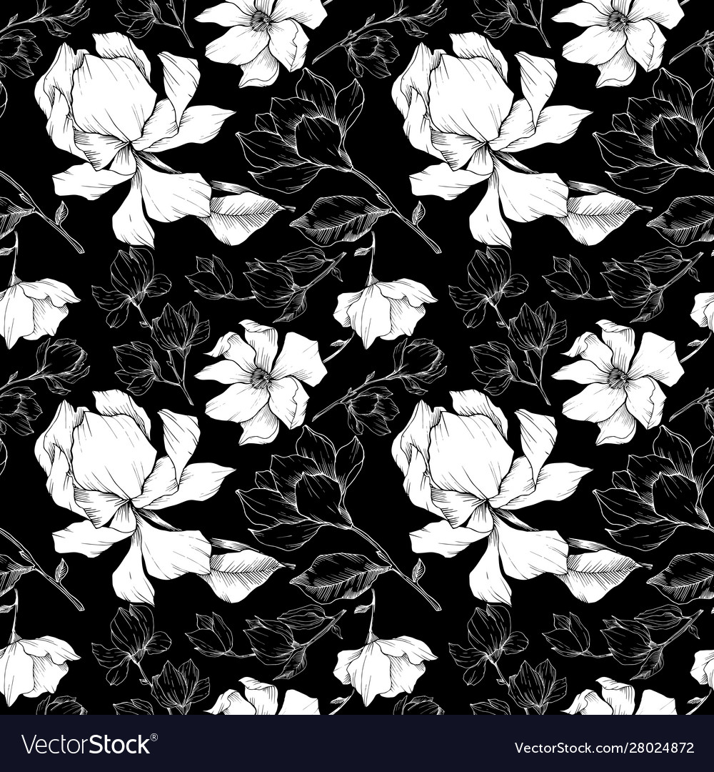 Magnolia floral botanical flowers black vector image Magnolia floral botanical flowers black