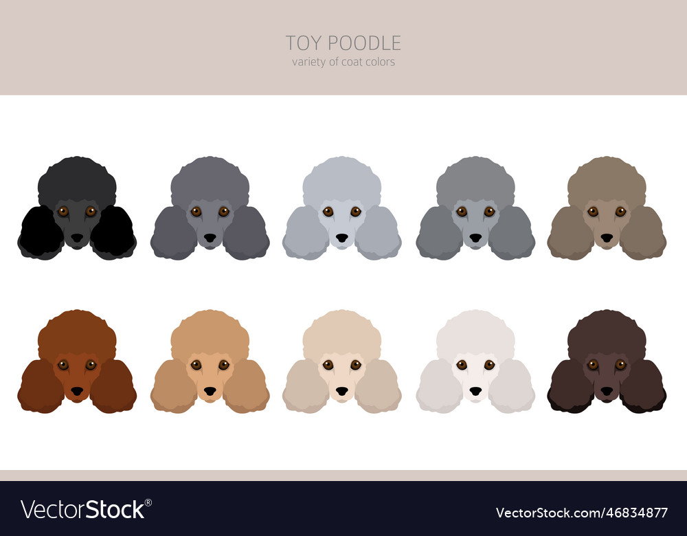 Toy sales poodle coats