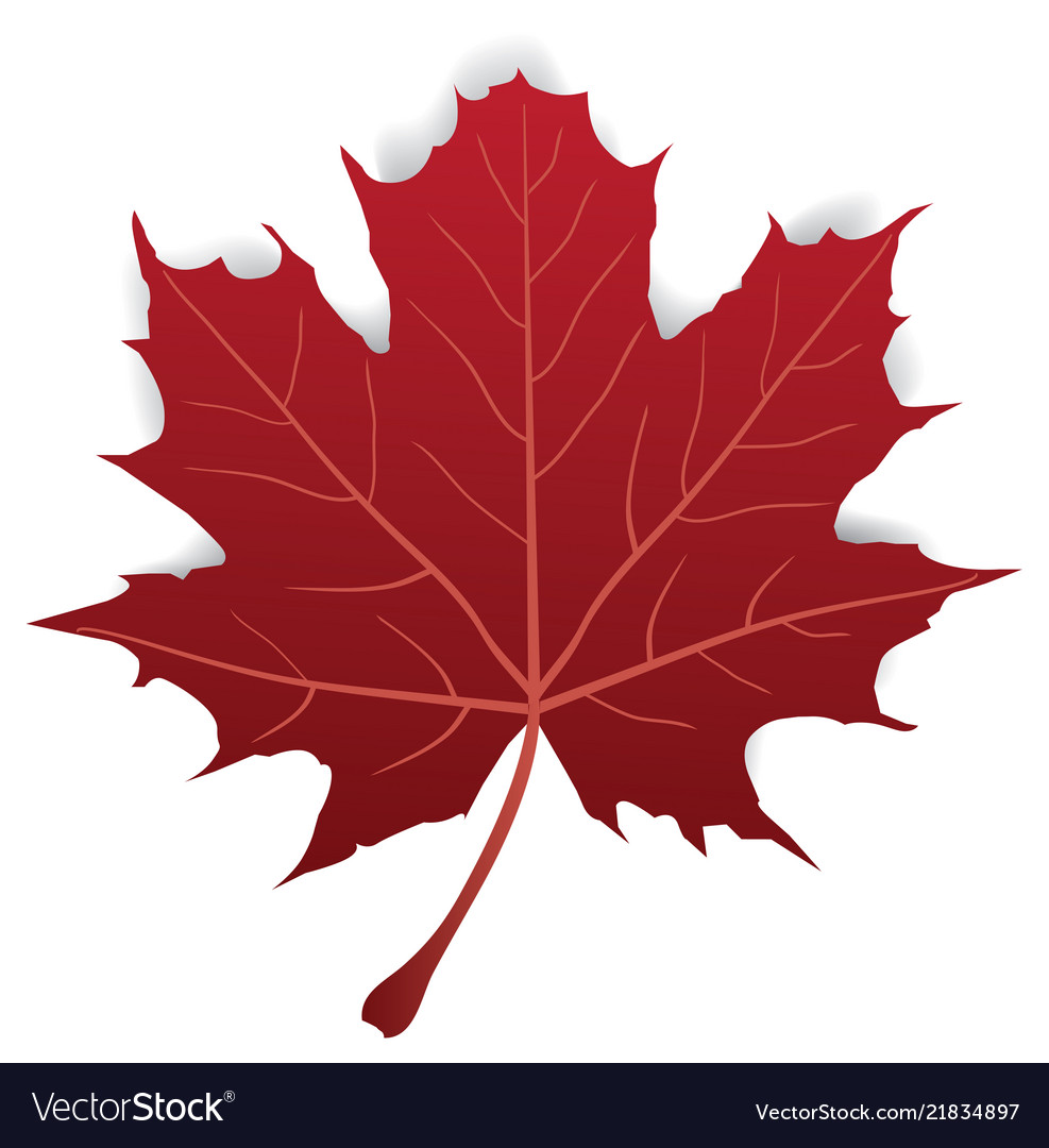 Maple leaf Royalty Free Vector Image - VectorStock