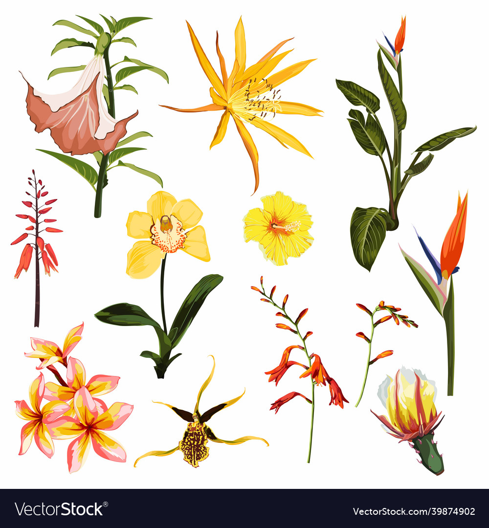 Floral set yellow flowers and herbs green leaves Vector Image