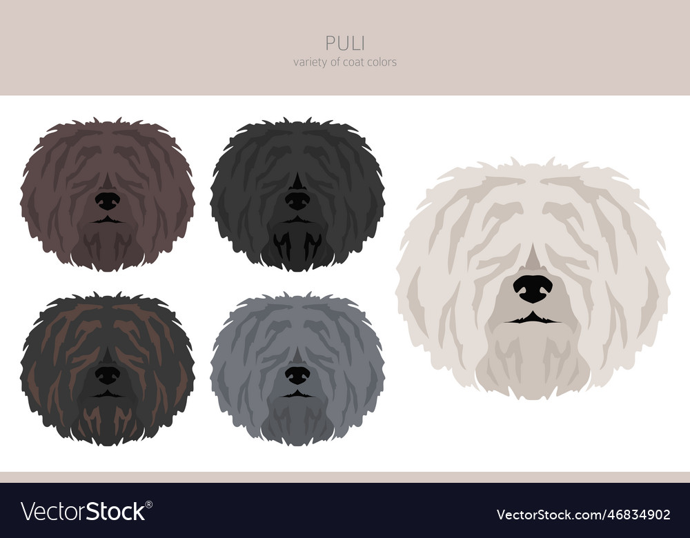 Puli clipart different poses coat colors set