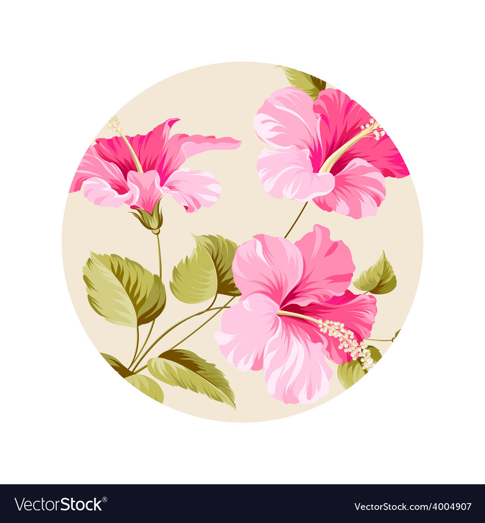 Flower hibiscus Royalty Free Vector Image - VectorStock