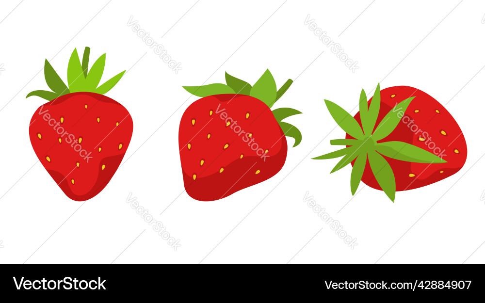 Strawberry in different angles Royalty Free Vector Image