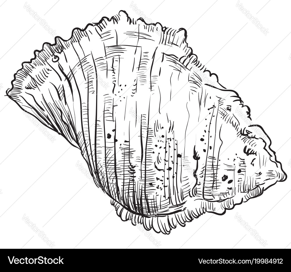 Hand drawing seashell-18 Royalty Free Vector Image