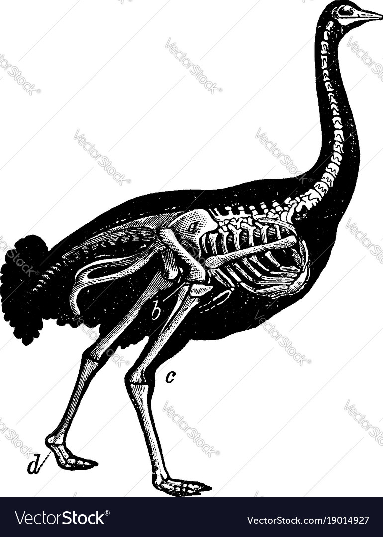 Skeleton of ostrich vintage