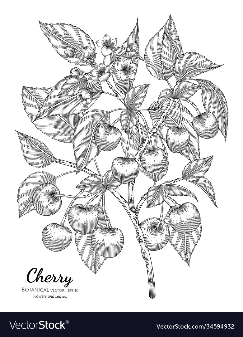 Cherry fruit hand drawn botanical with line art