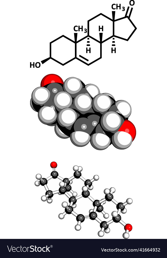 Dehydroepiandrosterone dhea prasterone steroid Vector Image