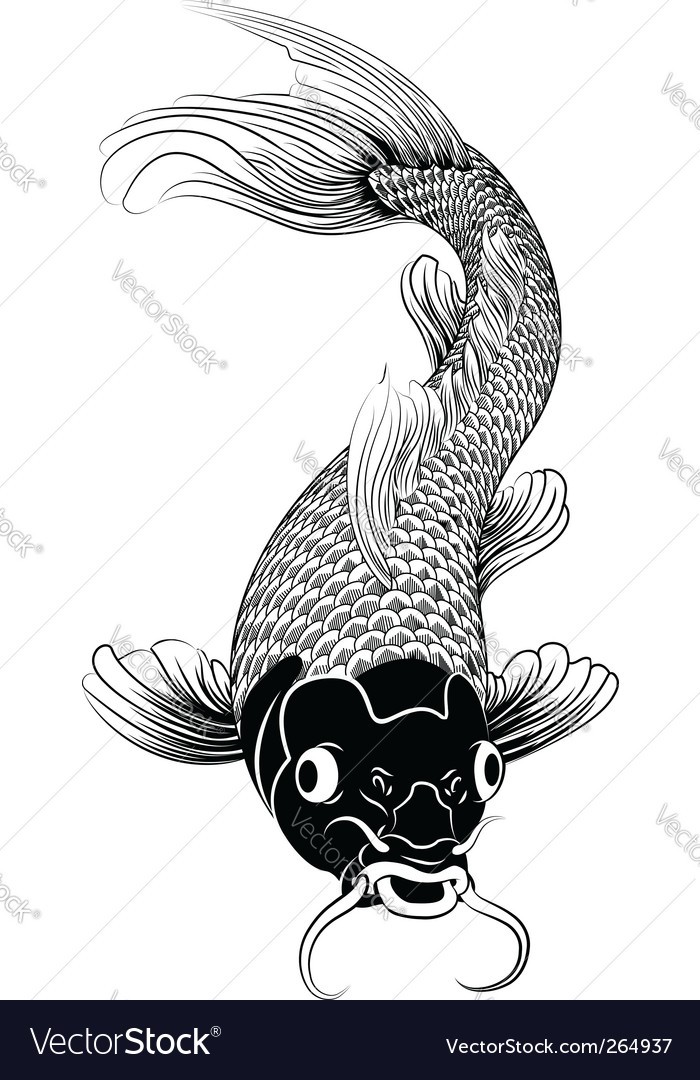 Kohaku koi carp fish illustration Royalty Free Vector Image