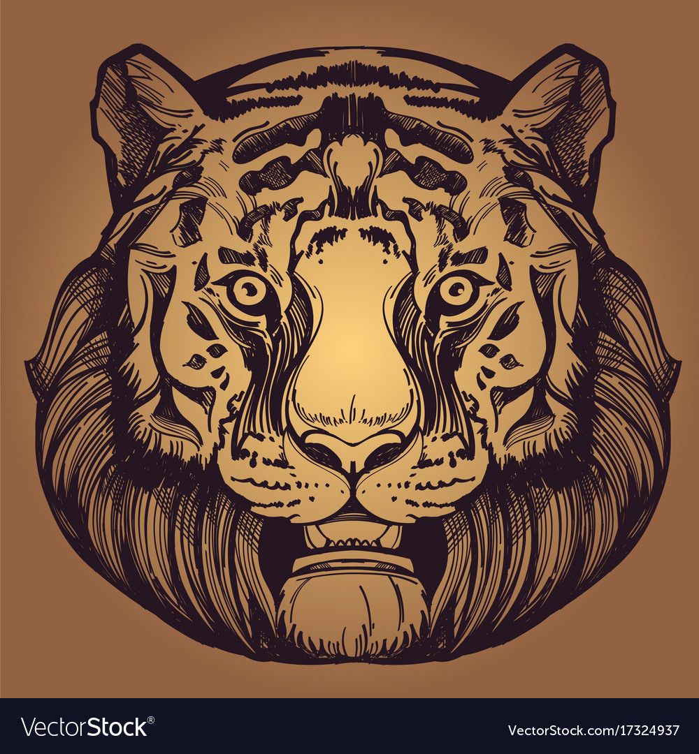 Muzzle of a tiger for creating sketches