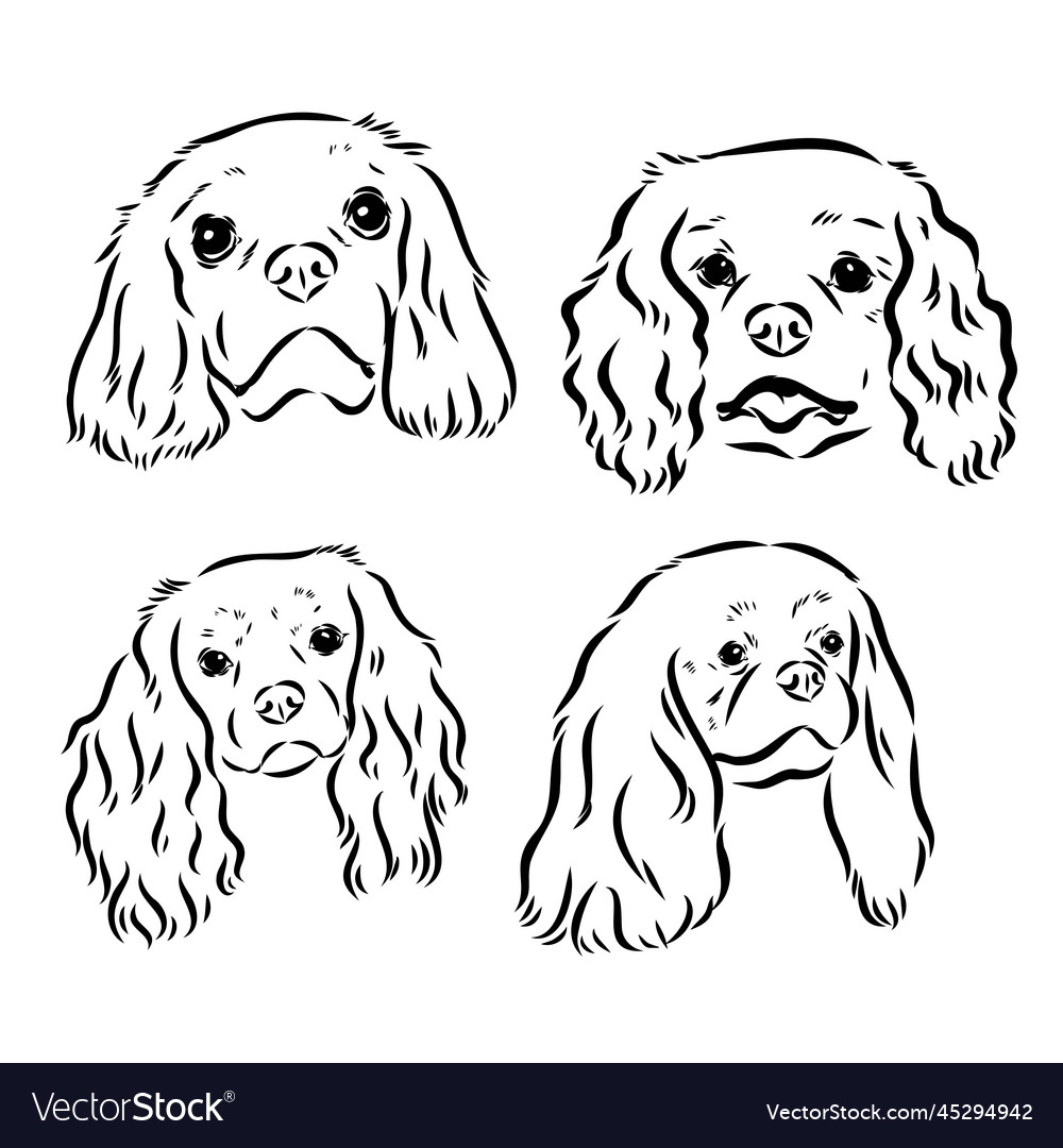 Cavalier king charles dog image silhouette