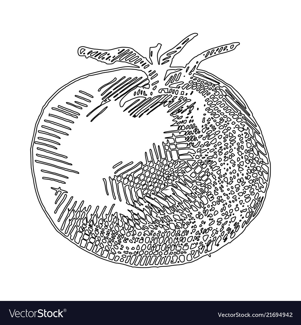 Hand drawn of tomato simple picture