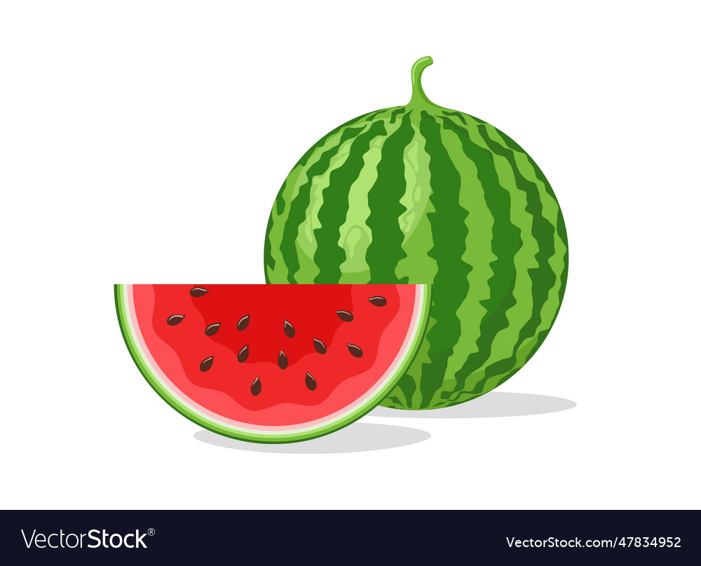 Cartoon isolated melon Royalty Free Vector Image