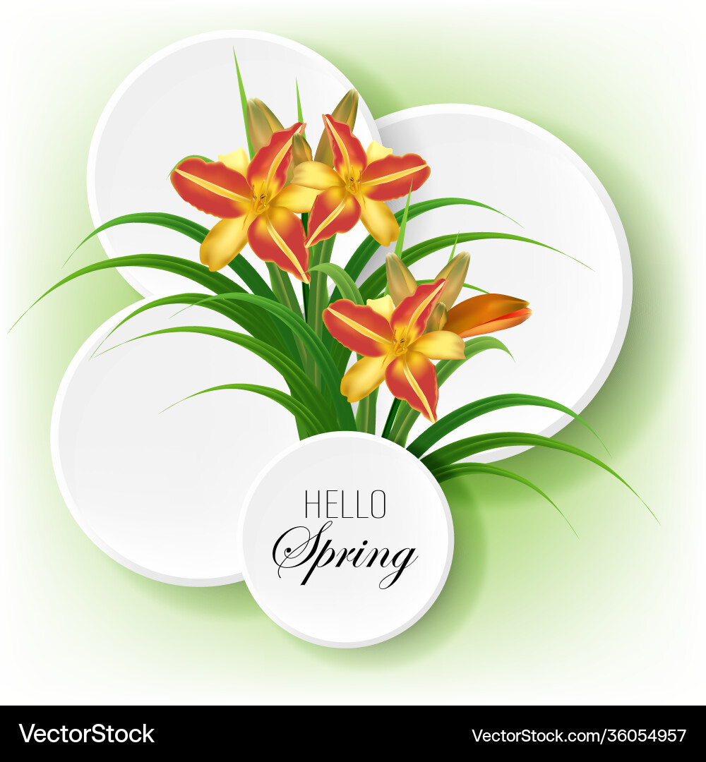 Hello spring daylily Royalty Free Vector Image