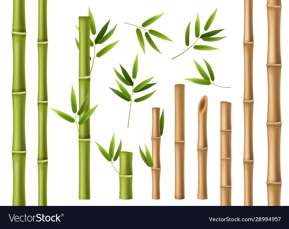 Realistic bamboo green and brown bamboo stems Vector Image