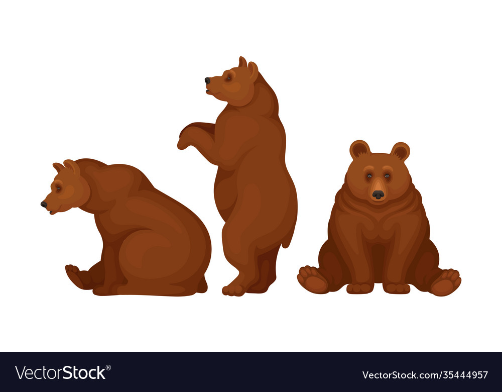 Wild Brown Bear As Forest Habitant Set Royalty Free Vector