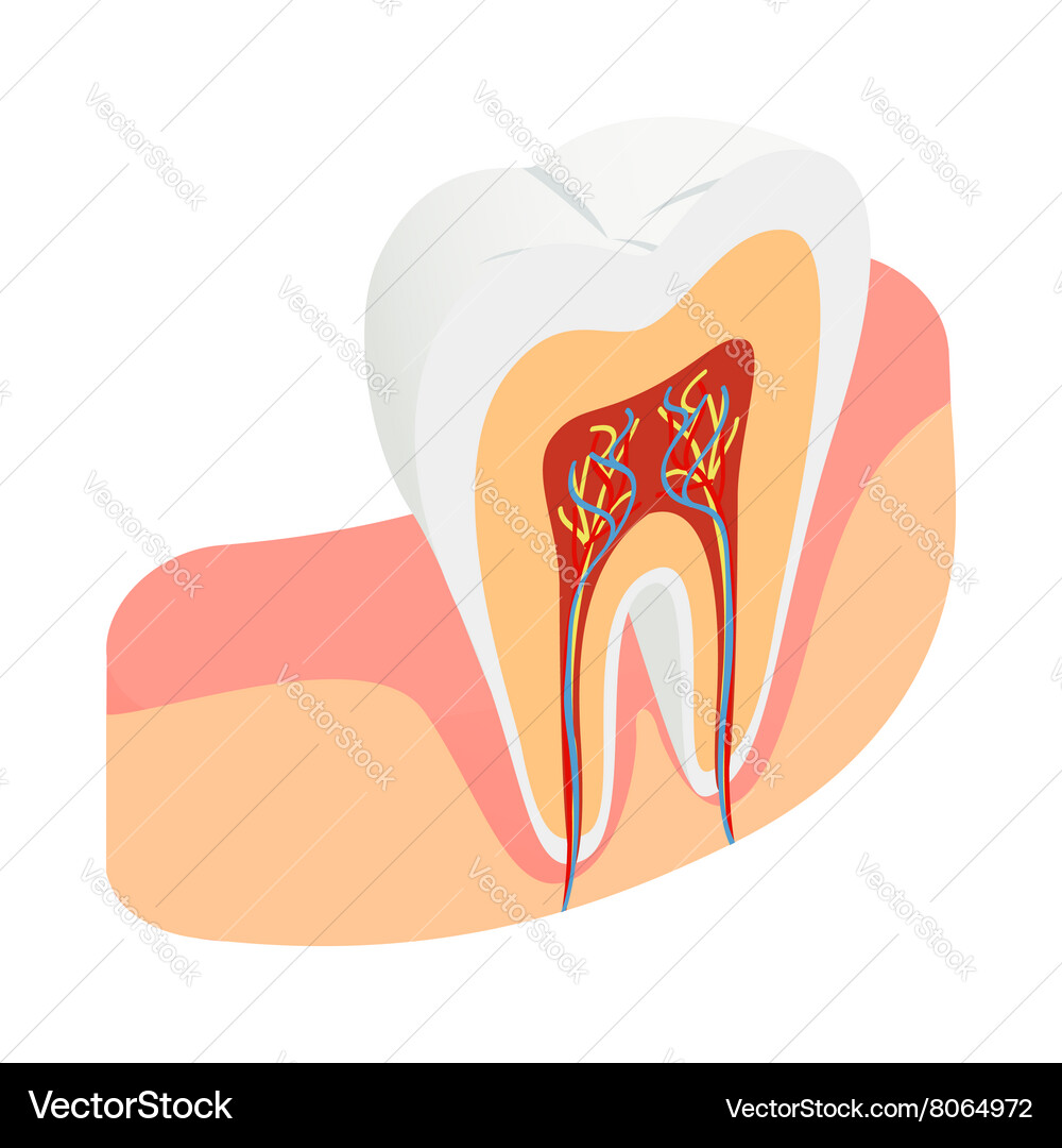 Tooth cross section icon isometric 3d style Vector Image