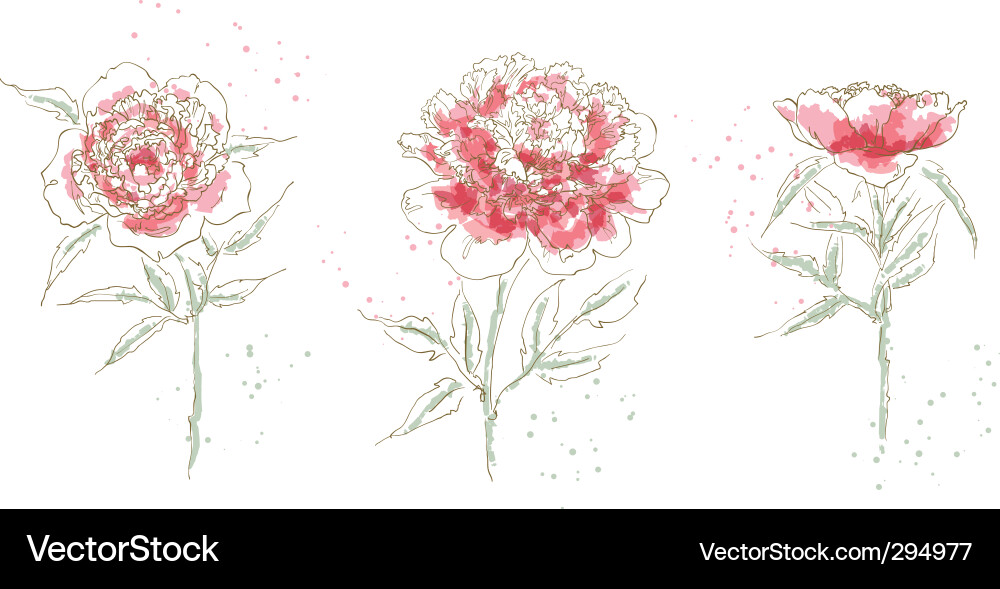 Three drawn peony Royalty Free Vector Image - VectorStock