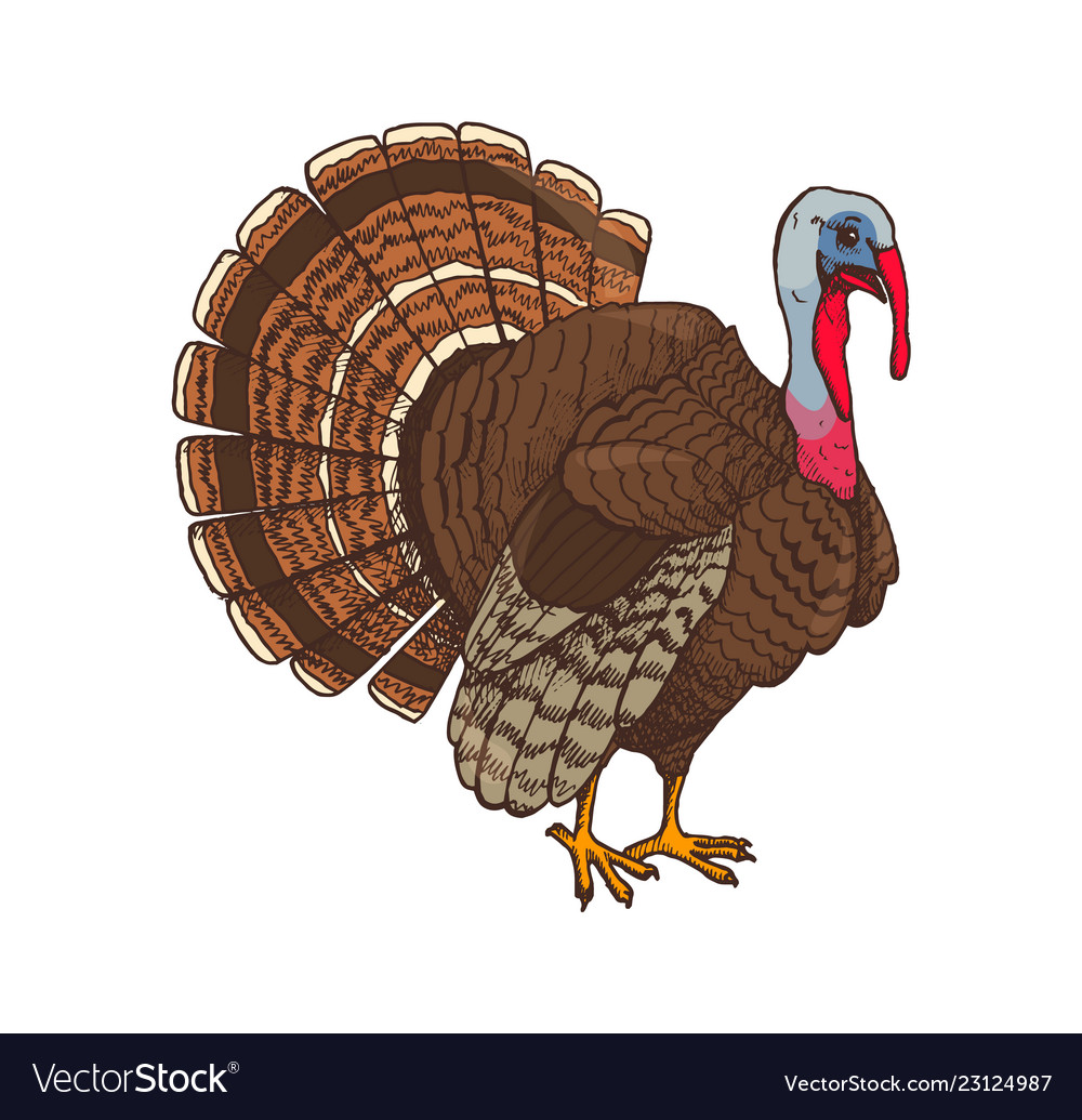 Bird Turkey Symbol Thanksgiving Day Royalty Free Vector