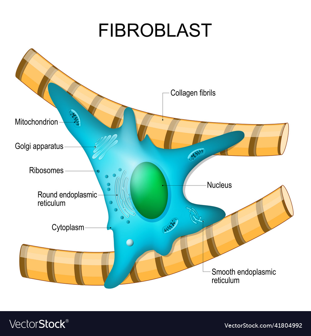 Fibroblast anatomy structure of cell Royalty Free Vector