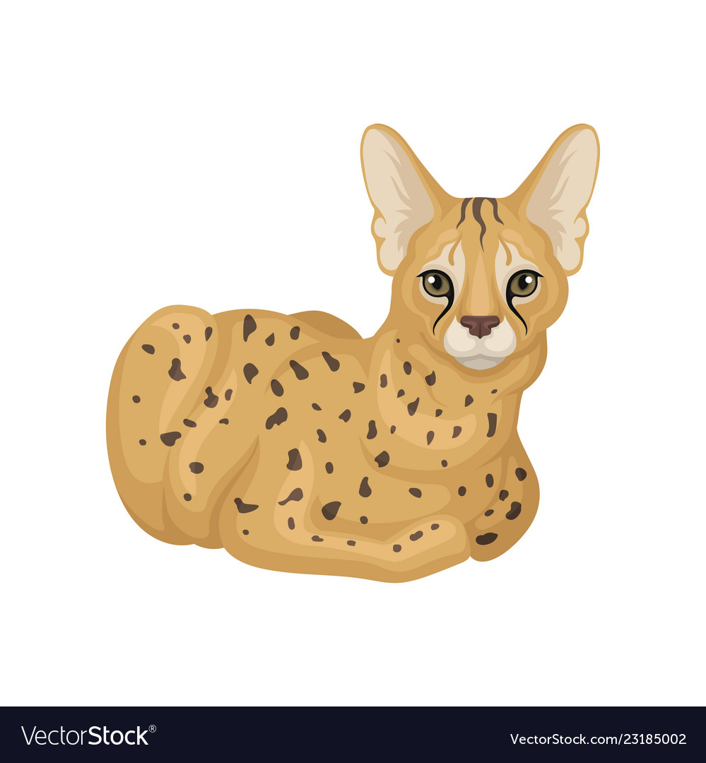 Adult serval hot sale cat