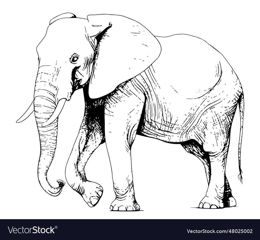 Big walking elephant hand drawn sketch Royalty Free Vector