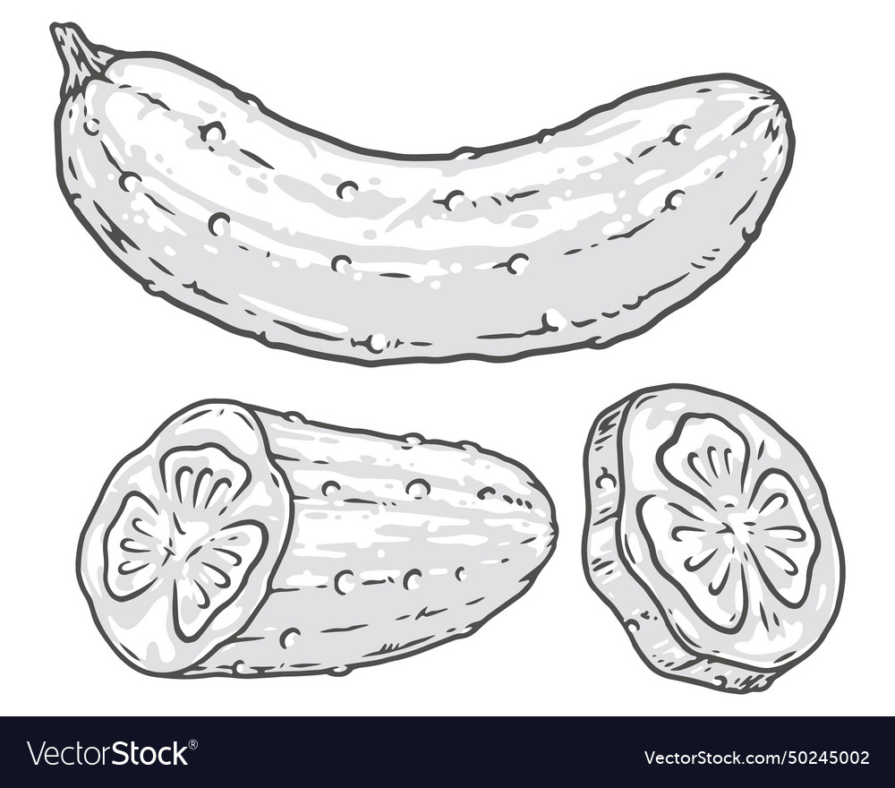 Cucumber set emblems monochrome detailed Vector Image