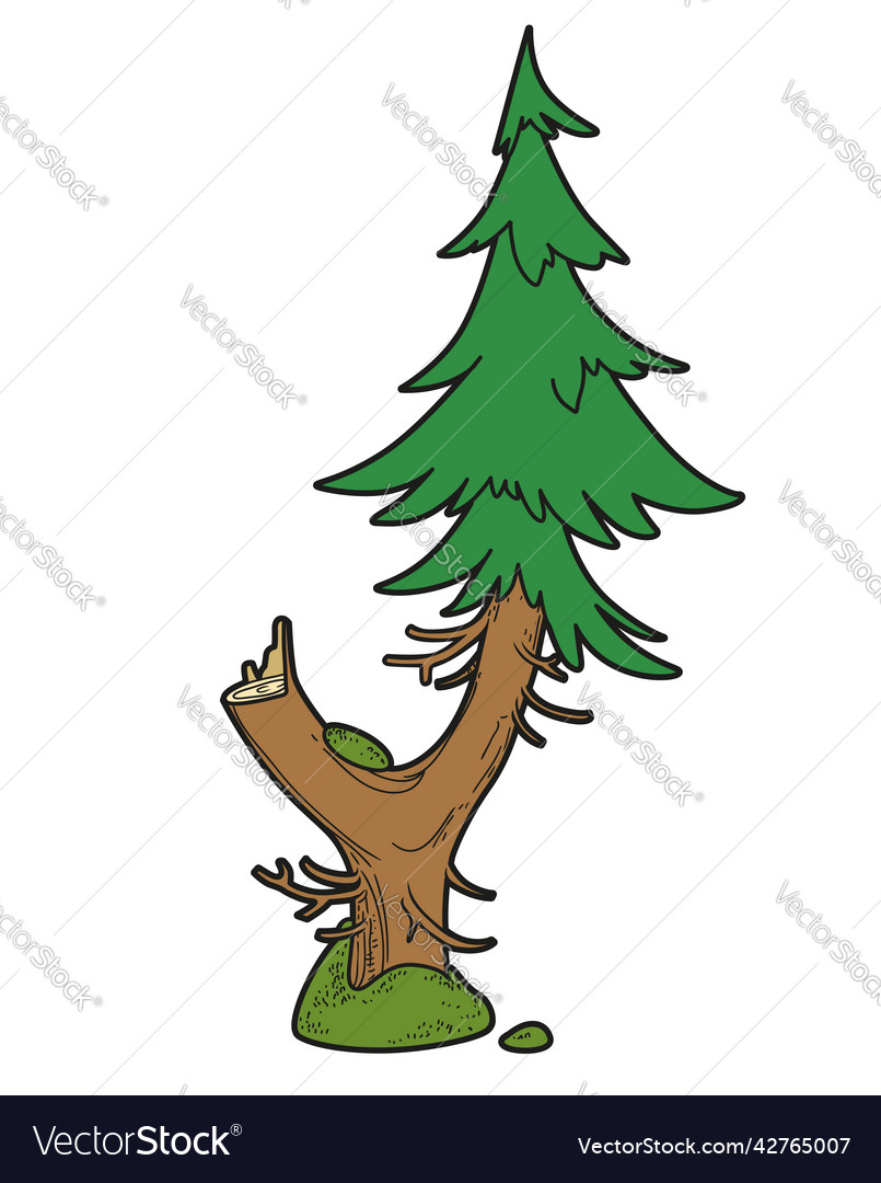 Spruce with fork and stump old tree color vector image Spruce with fork and stump old tree color