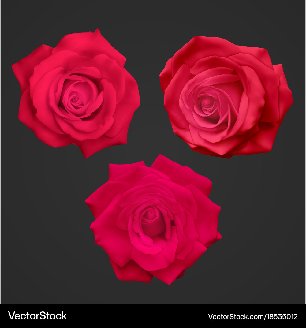 Pretty Red Rose Flowers Nature Background Wallpapers On