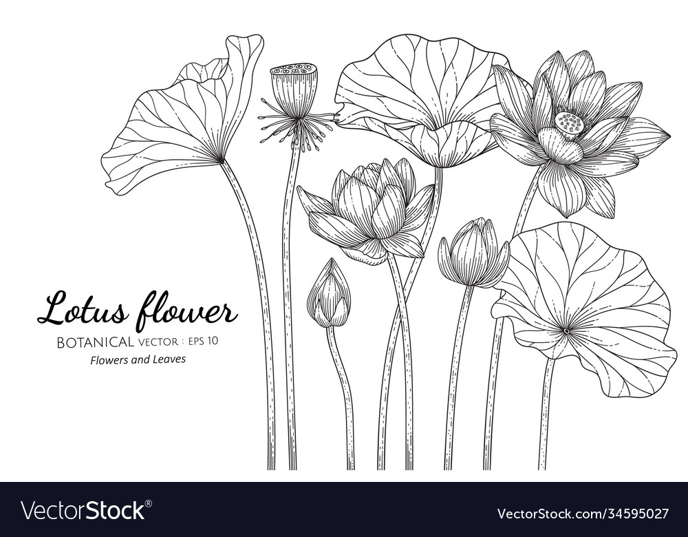 Lotus Flower And Leaf Hand Drawn Botanical Vector Image 7159