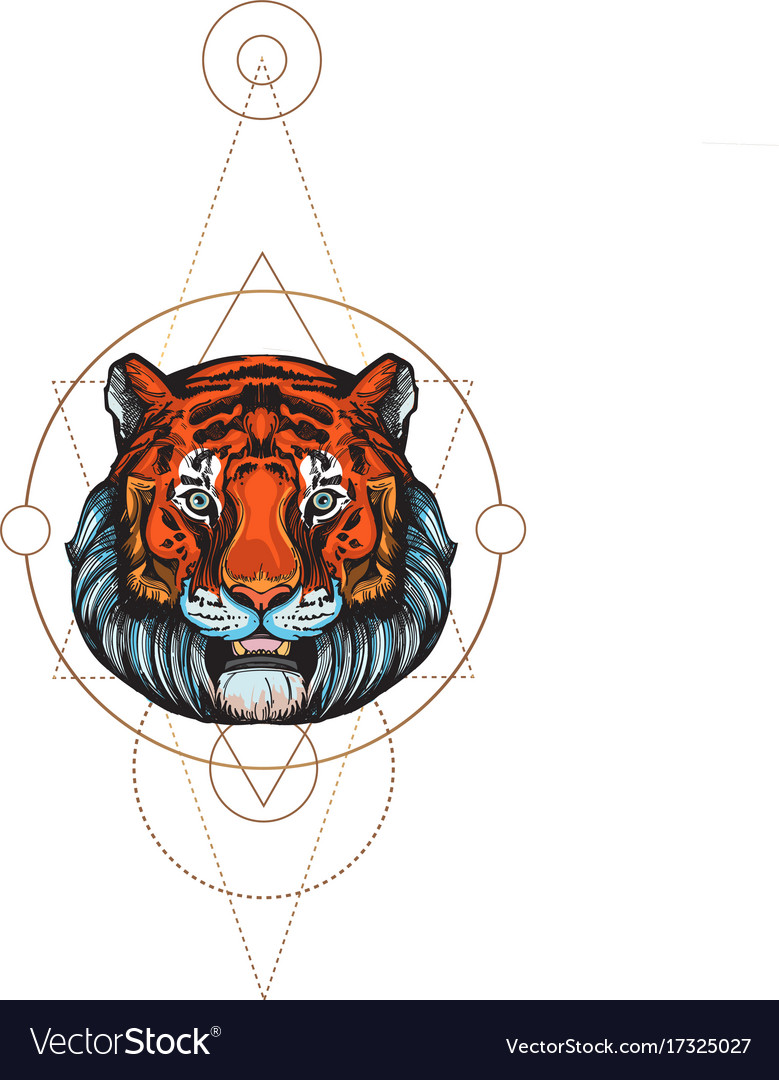 Muzzle of a tiger for creating sketches
