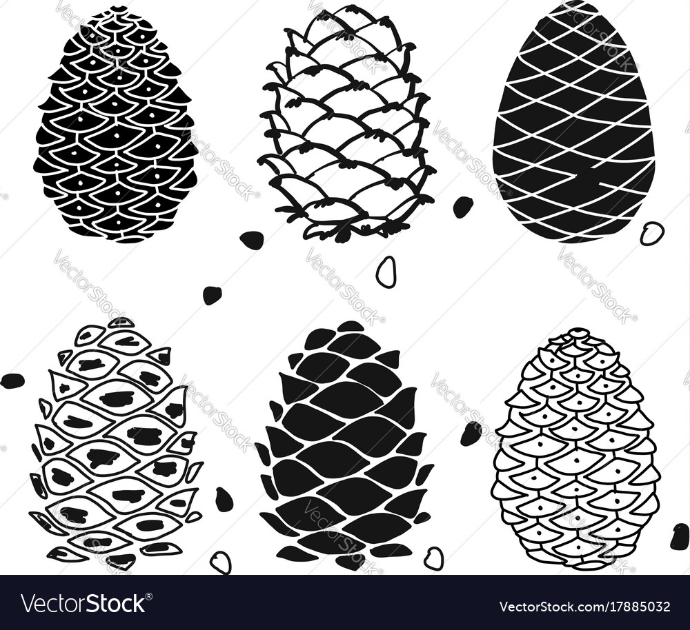 Cedar Cone Sketch - Natural Elements