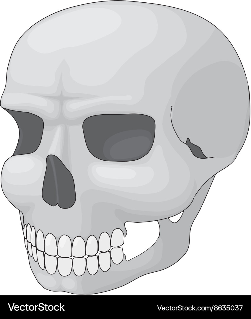 Vector Ckull Skull Royalty Free Vector Image - VectorStock