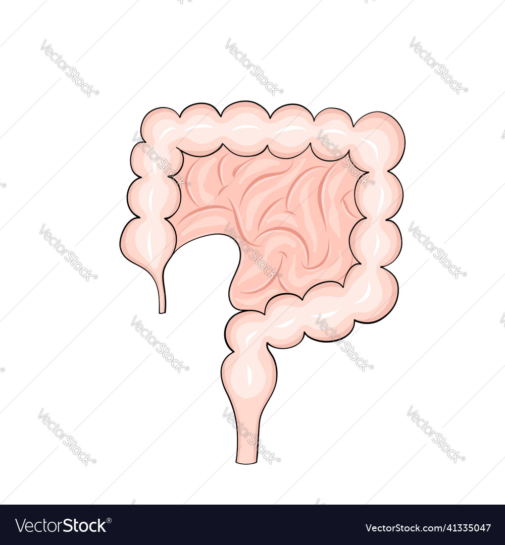 Human intestines in cartoon style for medical Vector Image