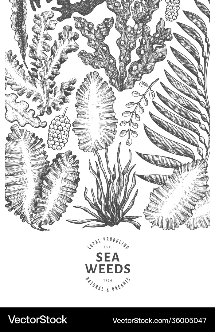 Seaweed design template hand drawn seaweeds Vector Image