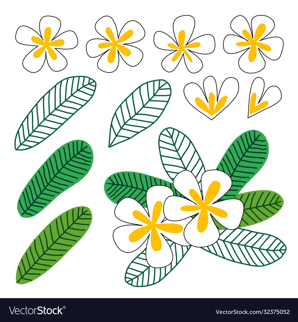 Plumeria flower hand drawn tropical