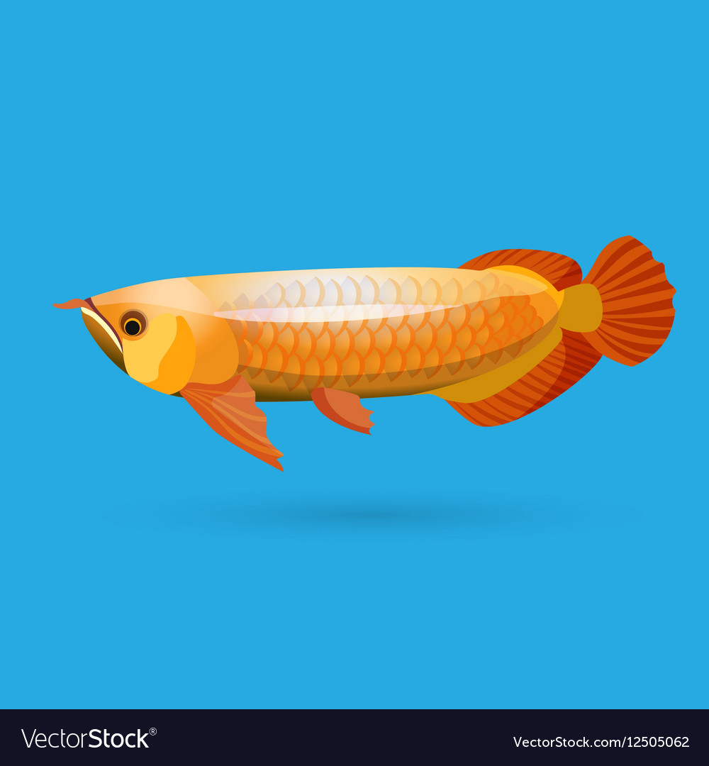 Isolated Golden Arowana Freshwater Bony Fish Vector Image