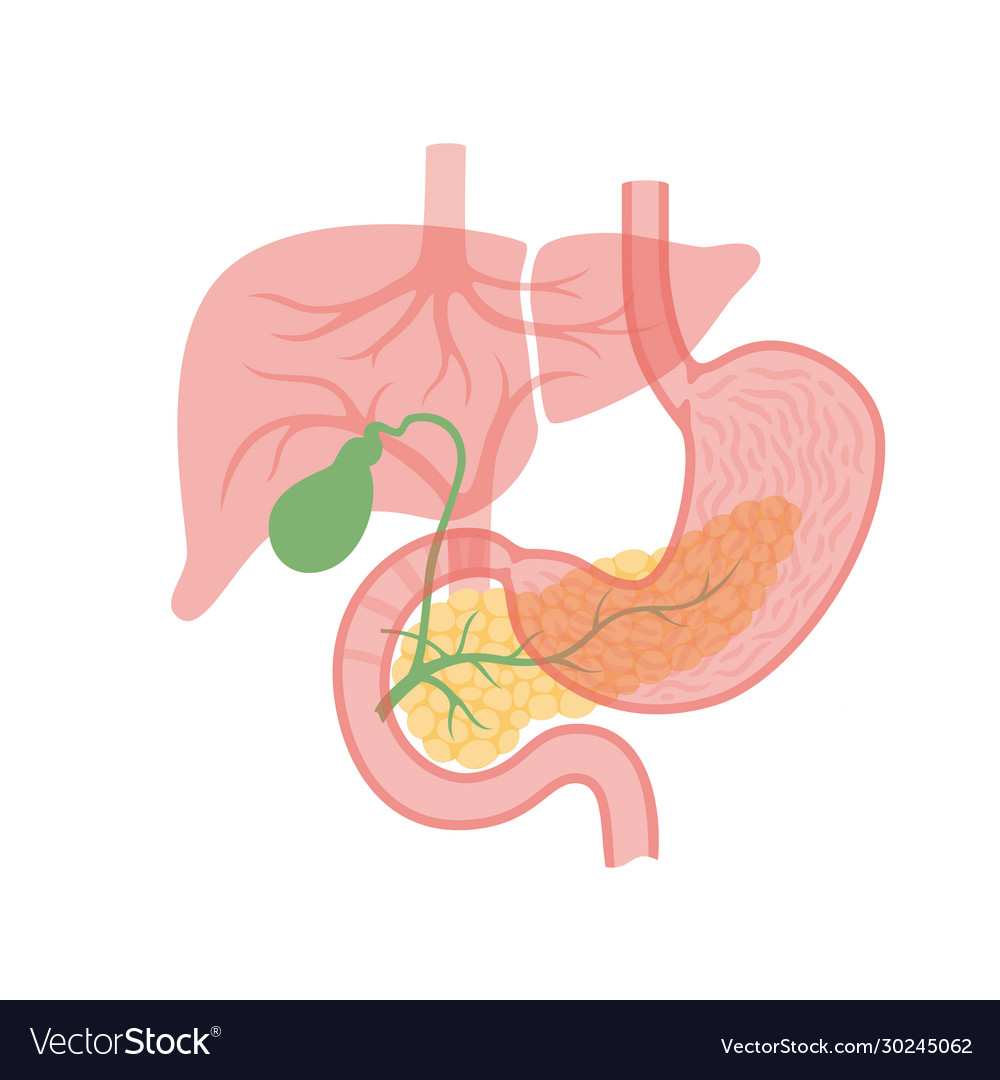 Pancreas and gallbladder