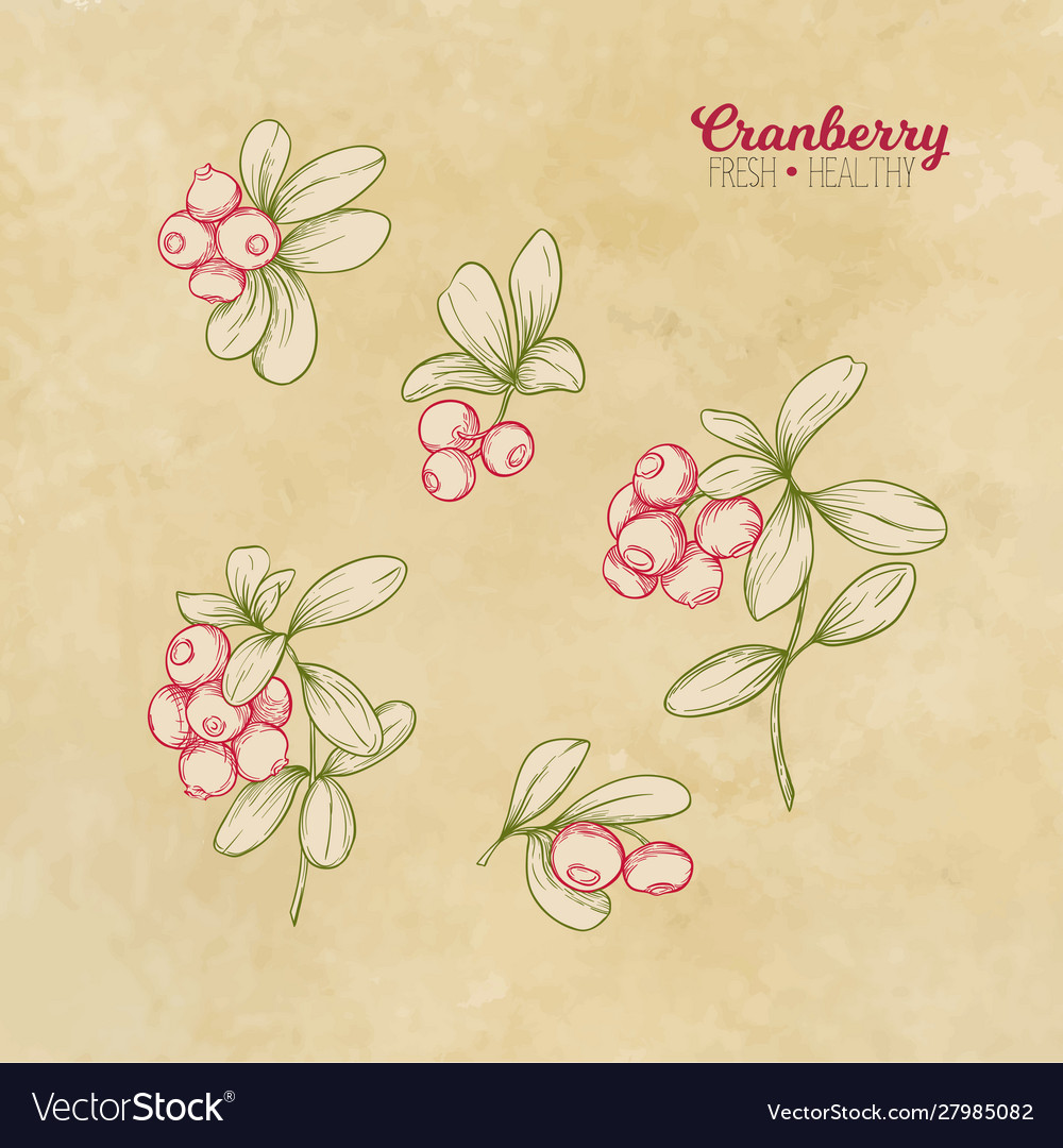 Cranberry element for design vector image Cranberry element for design