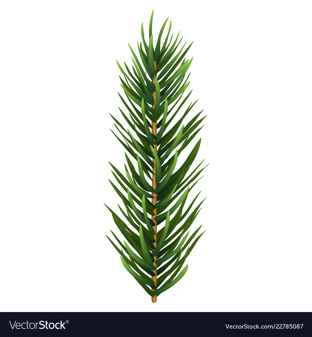 Watercolor winter greenery set pine and spruce Vector Image