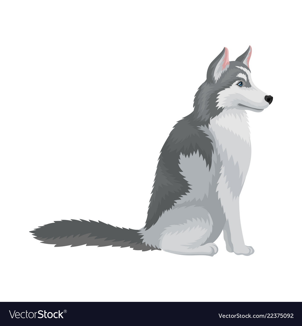 Featured image of post How To Draw A Husky Sitting Down : Draw two circles as guides for the husky&#039;s body.