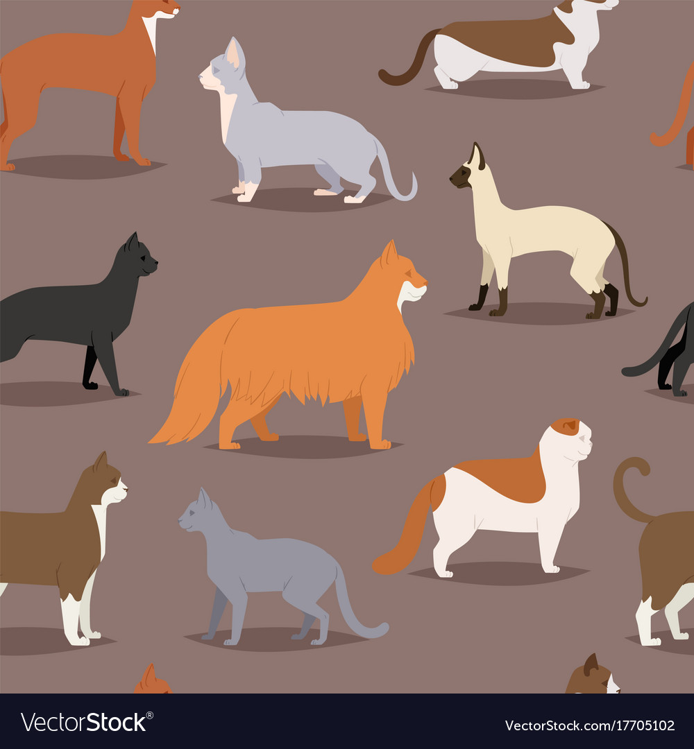 Cute Cat Breed Collection