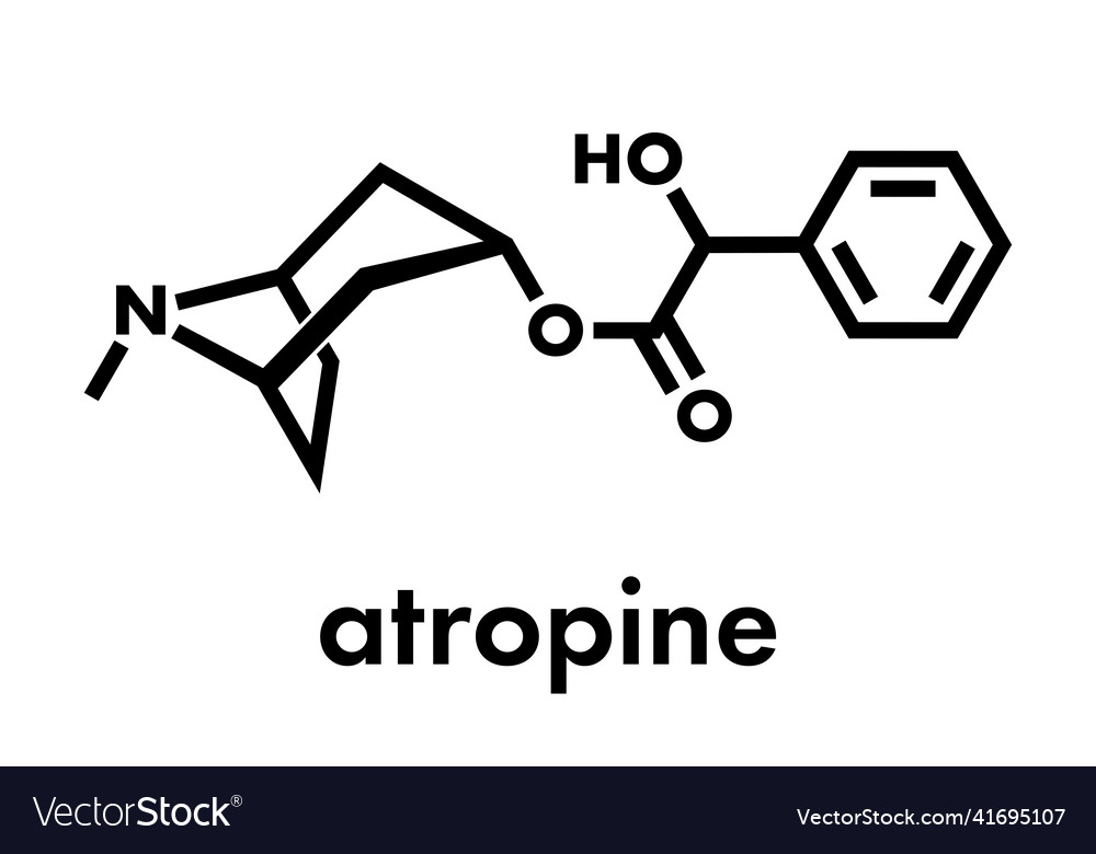 Atropine deadly nightshade atropa belladonna vector image Atropine deadly nightshade atropa belladonna
