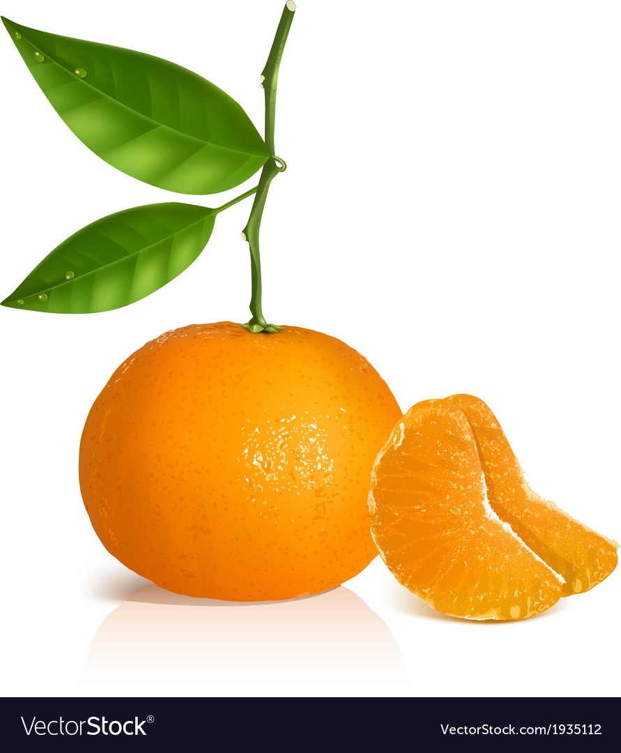Fresh tangerine with green leaves and slices Vector Image