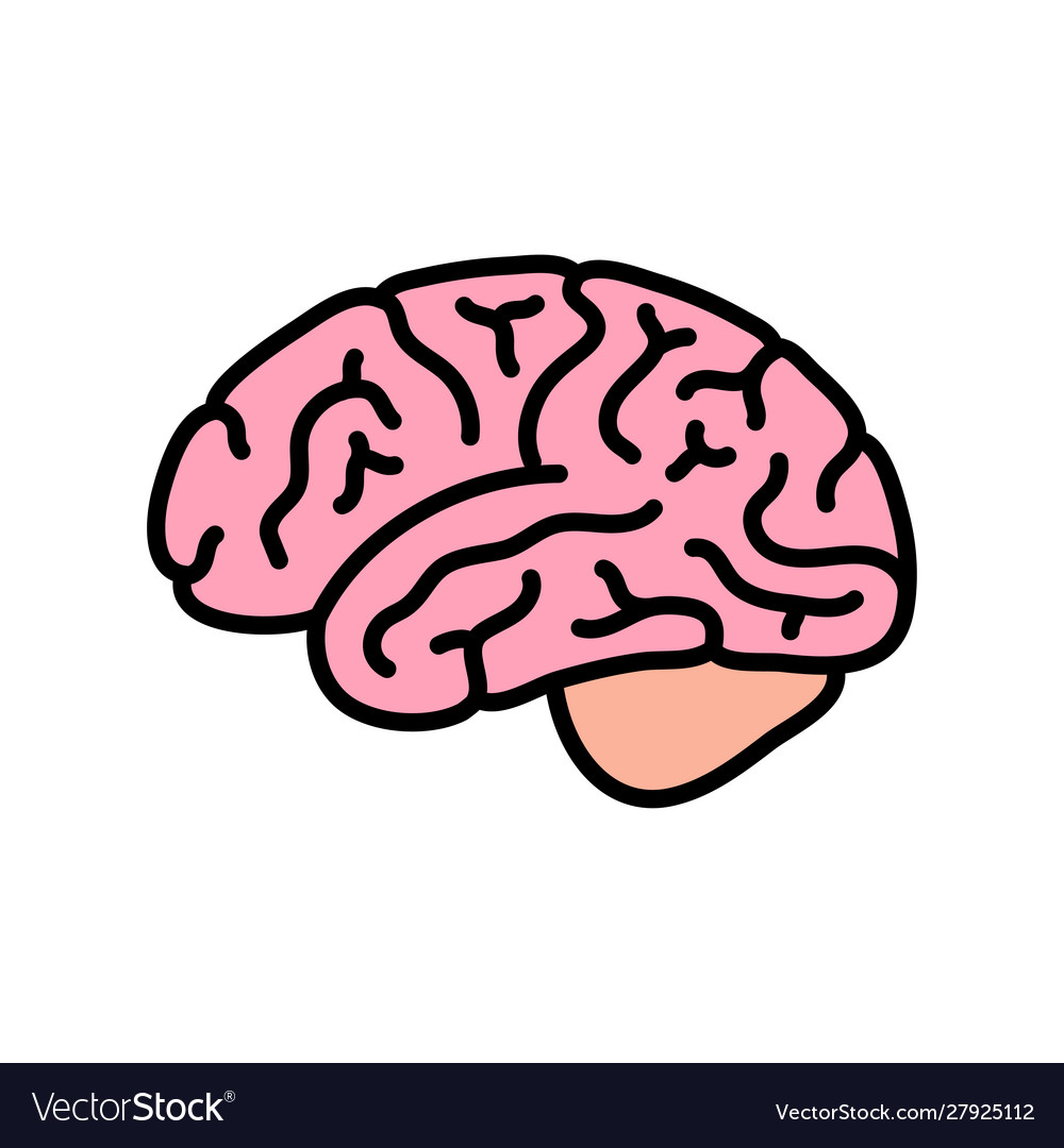 Human brain anatomy Royalty Free Vector Image - VectorStock