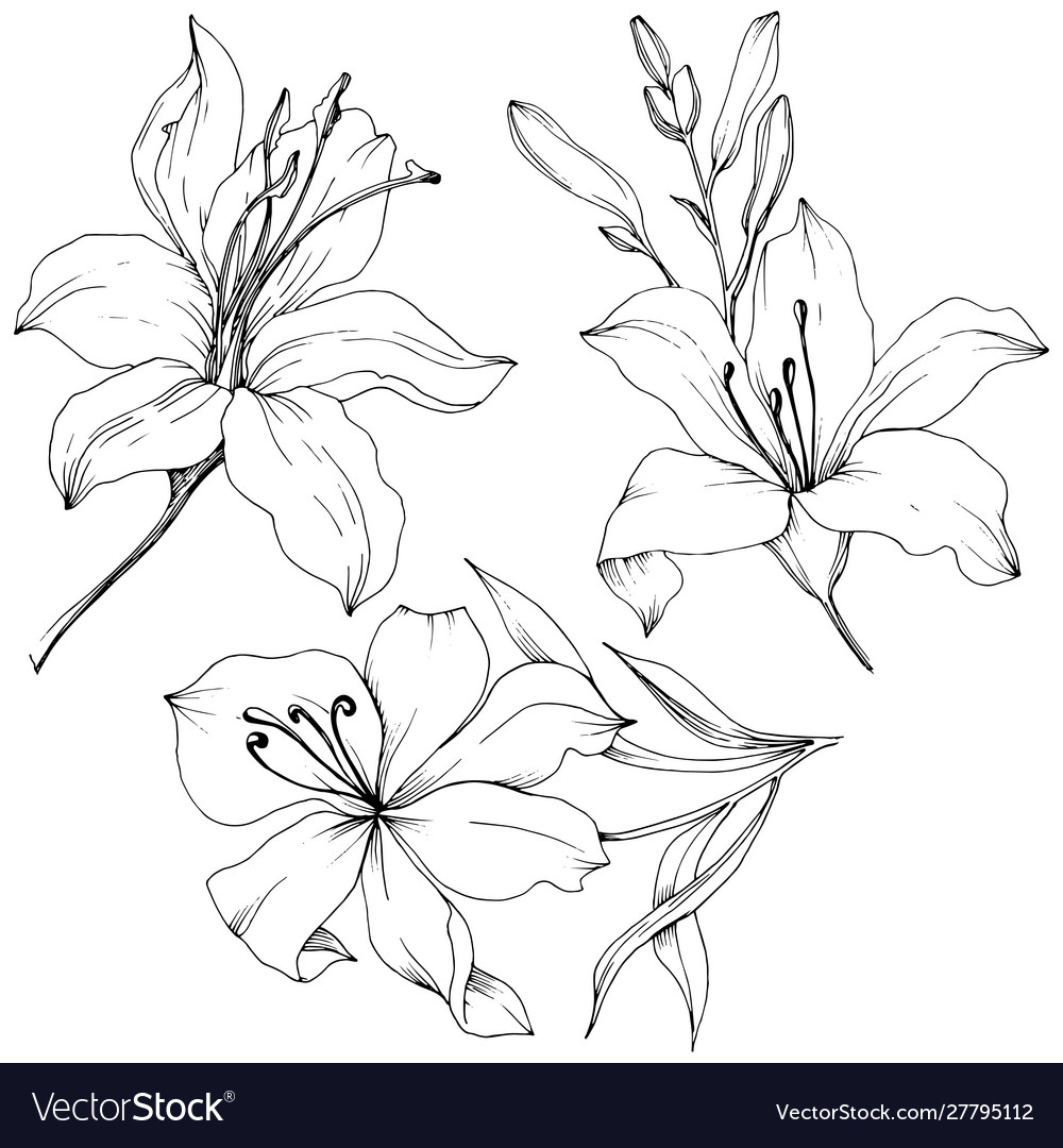 Wildflower lilies in a style isolated Royalty Free Vector