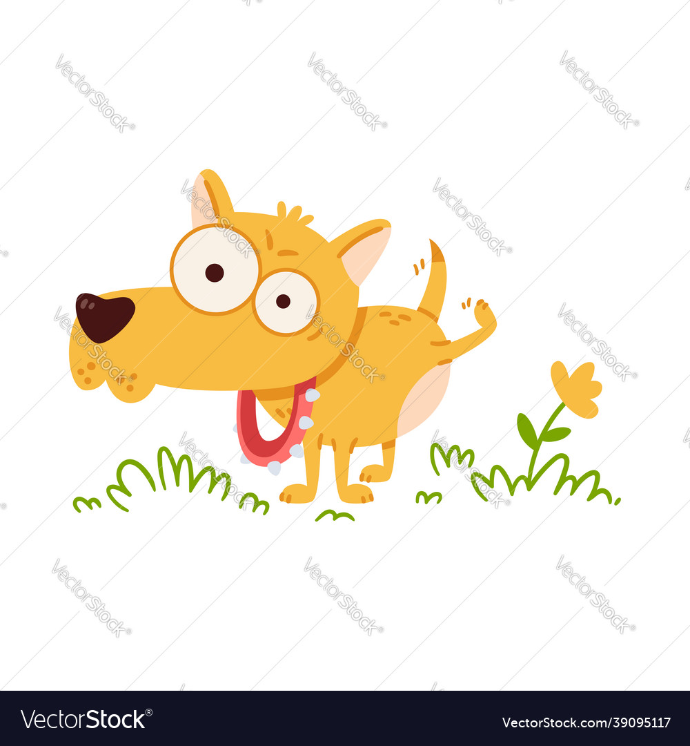 Little dog with big eyes pee on flower chihuahua vector image Little dog with big eyes pee on flower chihuahua