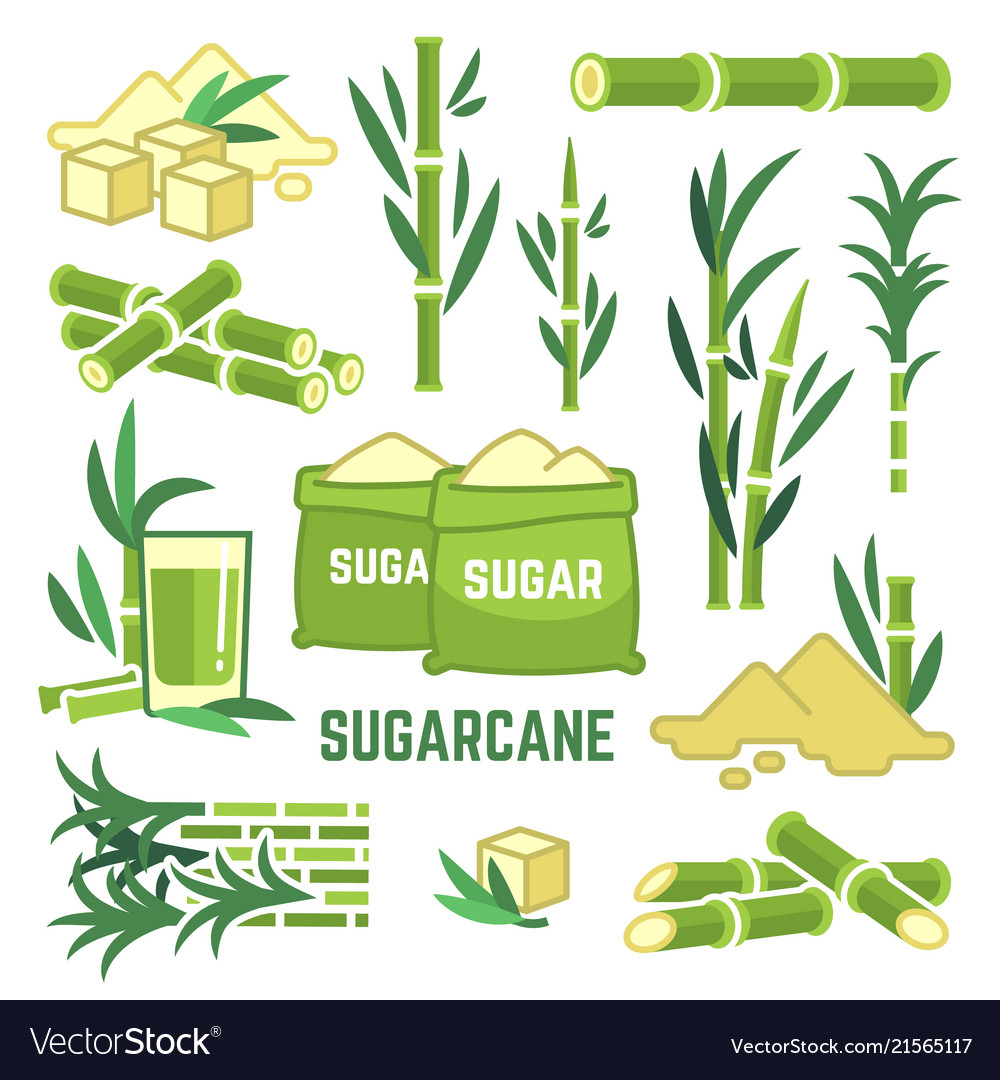 Sugar plant agricultural crops cane leaf Vector Image